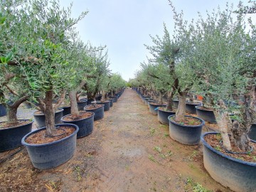Olivo bonsai maceta